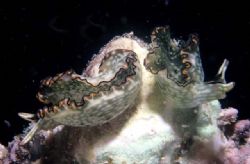 Sea Slugs Nikonos III 3:1 macro by Chris Kennedy 